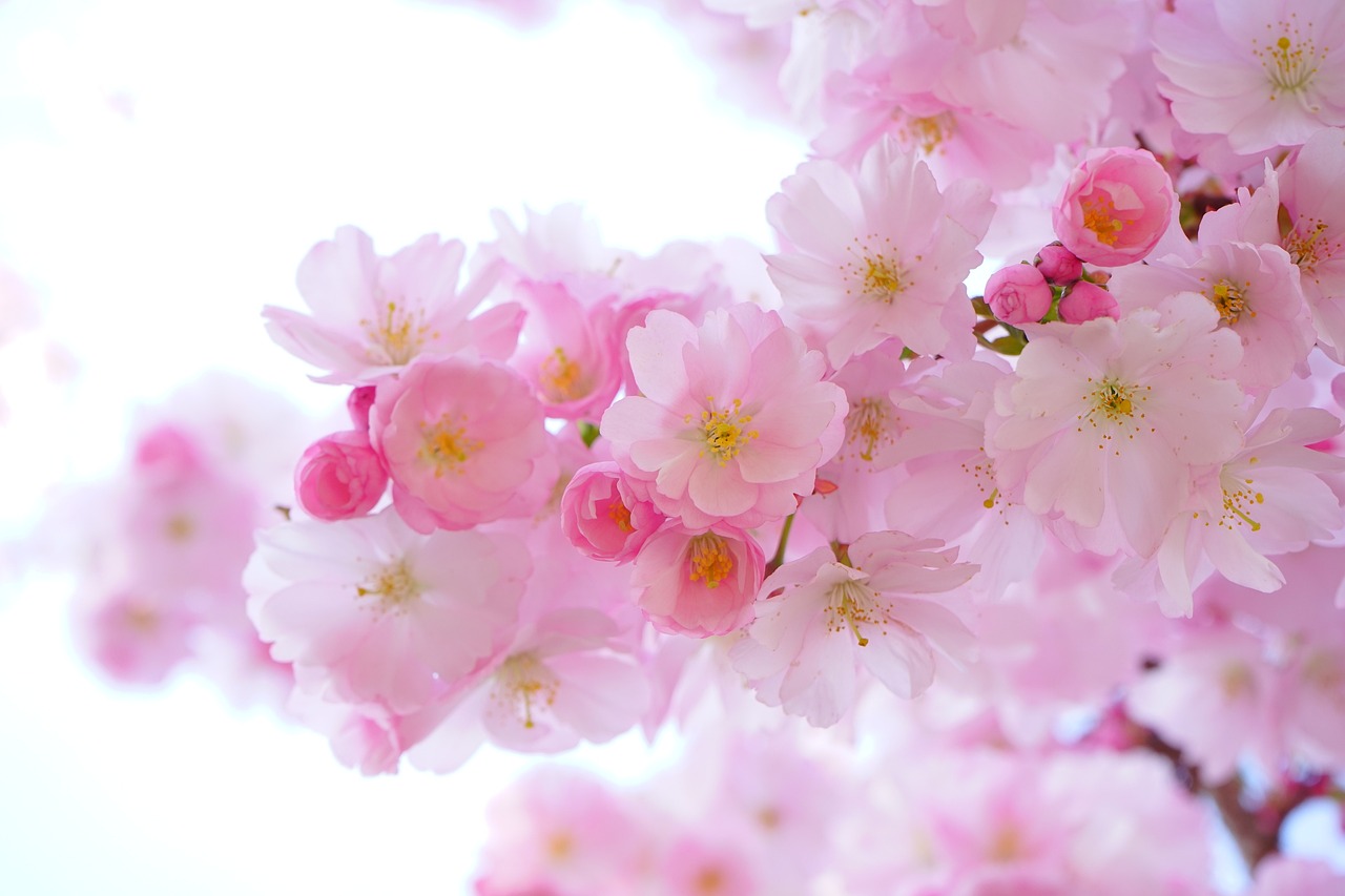 pink, flower background, cherry blossoms, flowers, branch, pink flowers, sakura, japanese cherry tree, bloom, blossom, flowering plant, ornamental plant, plant, flora, nature, close up, flowers, flower wallpaper, beautiful flowers, flowers, flowers, nature, nature, nature, nature, nature