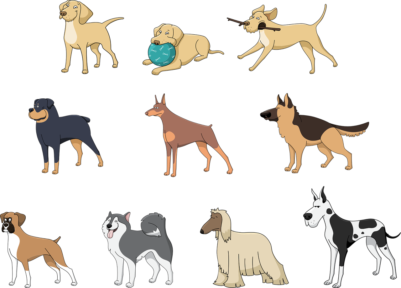 animals, pets, dog, afghan hound, nature, boxer, doberman, dog breeds, german shepherd, great dane, husky, animal, pet, labrador, ball, stick, rottweiler, set, compilation