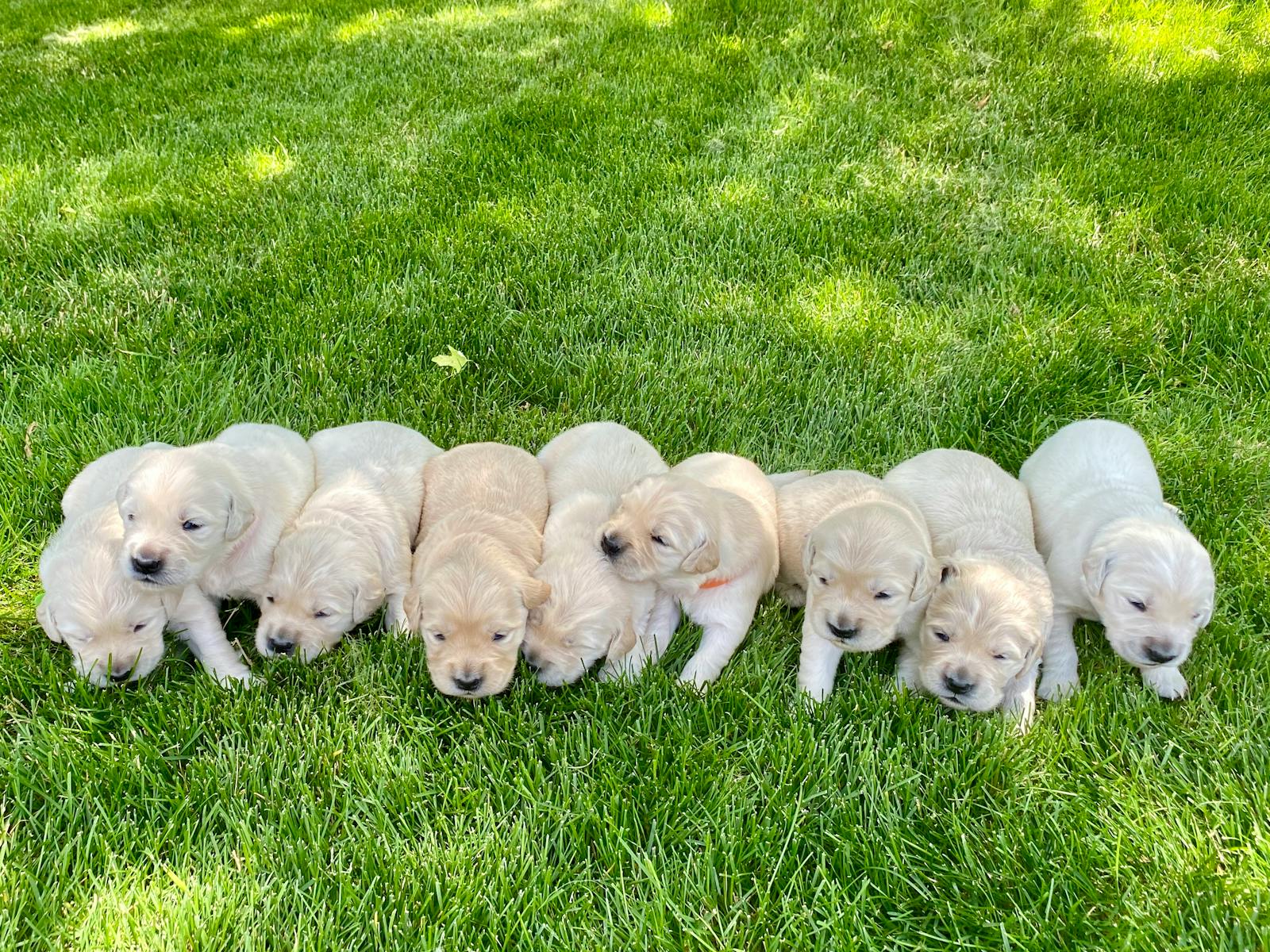 Cute golden retriever puppies lying on a green lawn outdoors.