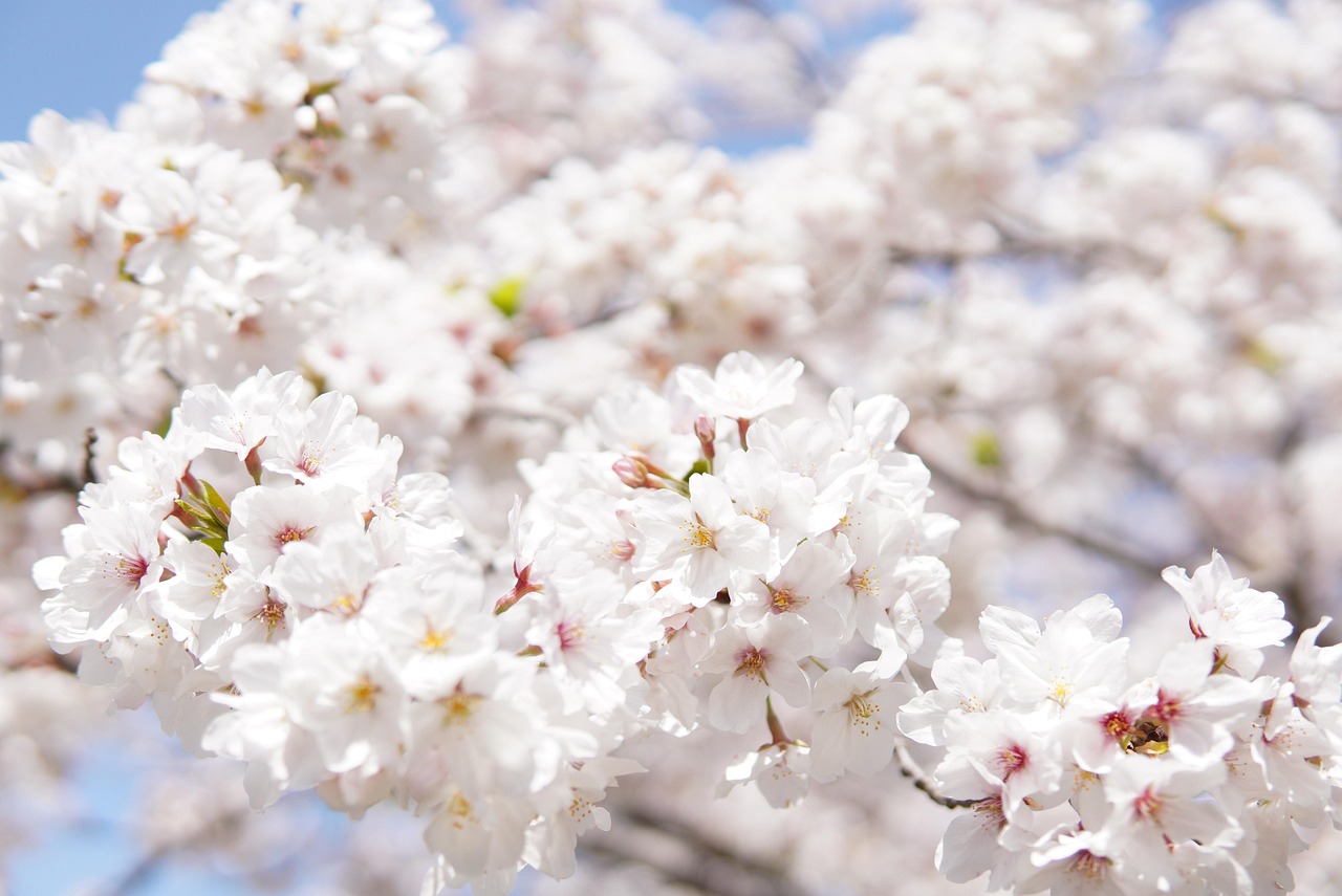 japanese cherry blossoms, white, flowers, beautiful flowers, tree, branches, blossom, cherry blossoms, flower wallpaper, bloom, flower background, white flowers, sakura, flora, sakura tree, spring, spring season, petals, white petals, nature, saga castle, saga city