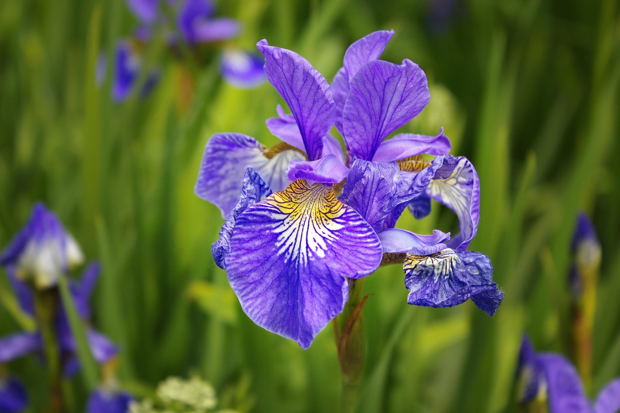iris, flower, beautiful flowers, blue, bloom, garden, summer, green, flower background, flower wallpaper, closeup, blue iris, flora, nature